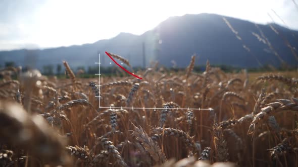 Falling chart in cornfield shows falling wheat production on the market. Concept famine due to war. alt