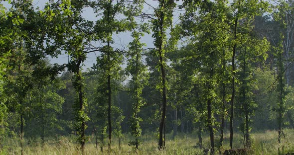 Spring Forest After The Rain. Nature Comes To Life