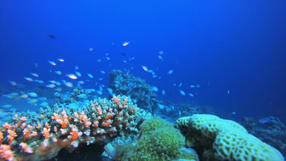 Marine Coral Garden Blue Orange Fish alt