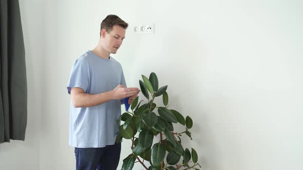 Young Male Gardener Wiping Dust From Houseplant Leaves Taking Care of Plant