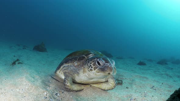 A scuba diver participating in a citizen science research project observes a sea turtle resting on t alt