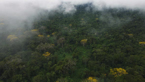 Untouched Dense Rainforest