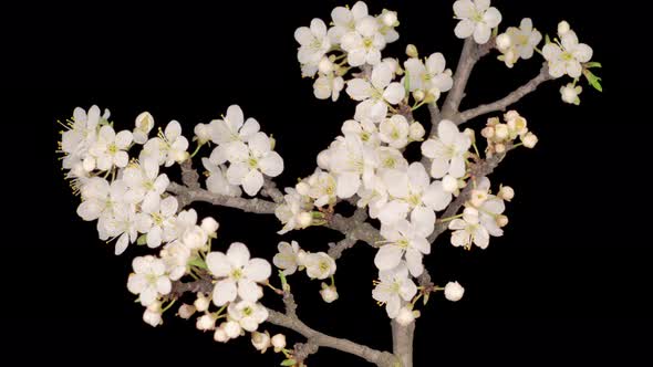 White Flowers Blossoms on the Branches Cherry Tree alt