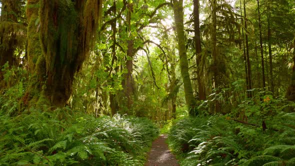 Camera Moves Along Path Among Trees Overgrown with Moss and Bushes alt