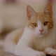 Close-up video of a cute cat - VideoHive Item for Sale