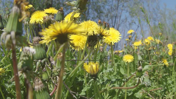 Dandelion 154Slow motion along a blooming dandelion field close. alt