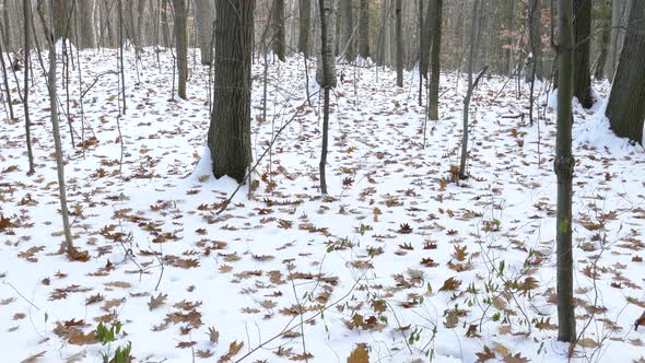 Natural phenomenon of autumn leaves falling on ground after the first snow alt