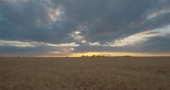 Sunset on the wheat field