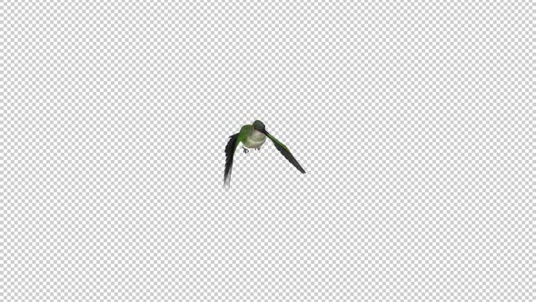 Sunangel Hummingbird - Flying Over Screen - I - Alpha Channel