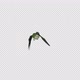 Sunangel Hummingbird - Flying Over Screen - I - Alpha Channel - VideoHive Item for Sale