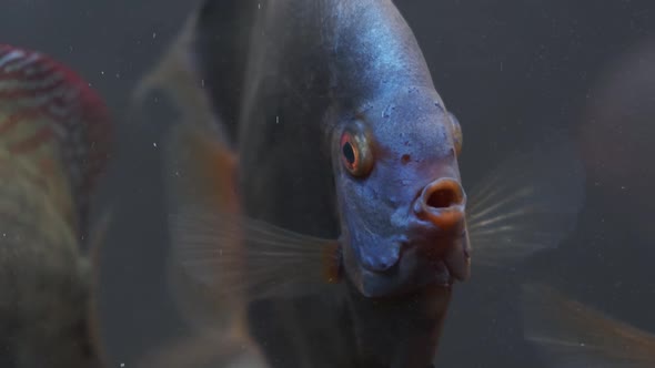 Symphysodon Discus Fish Swiming in Aquarium