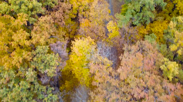 Aerial railway line in vivid yellow autumn forest