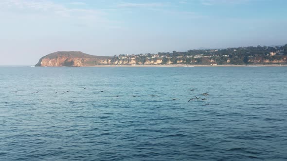 Epic Drone Flight in Front of Wild Birds with California Coast on Background alt
