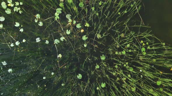 Flight Over The Forest Lake. Reeds And Water Lilies Grow In The Water. Aerial Photography.