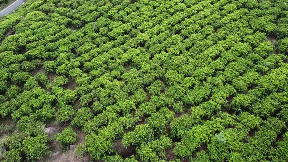 Aerial Footage of Tea Plantations in Sri Lanka