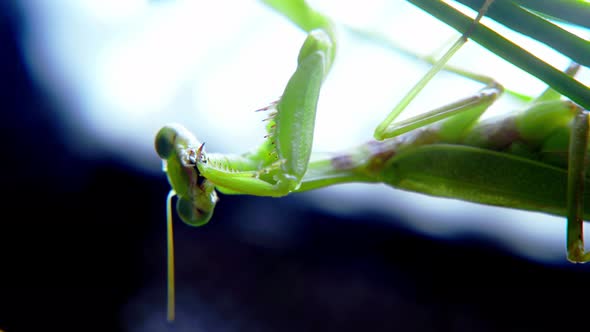 Portrait of a Female Praying Mantis While Hunting Against a White Background Soft Closeup Shot of a alt
