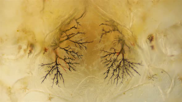 the Heartbeat of a Crab Larva Under a Microscope, at the Megalope Stage alt