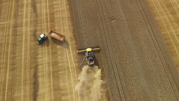 Harvester Harvests Wheat Crop On Field alt