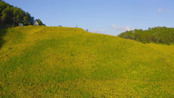 Aerial view of tree Marigold or yellow flowers in national garden park and mountain alt