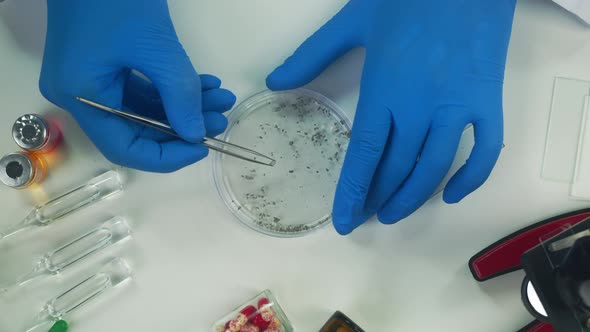 Doctor Wearing Medical Protective Gloves Working in Modern Laboratory Taking Sample Using Tweezers alt