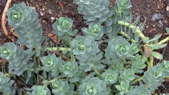 Close up og Myrtle Spurge - Euphorbia myrsinites