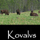 Bison - VideoHive Item for Sale