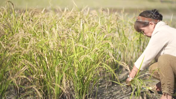 woman harvesting rice alt