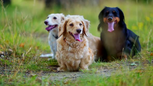 Domestic dogs in nature. Beautiful dachshund dogs rest on grass in summer time. Portrait of pet dogs alt