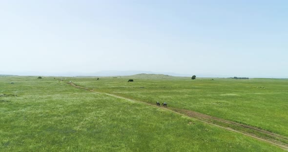 Aerial view of horses in a grassland landscape, Golan Heights, Israel. alt