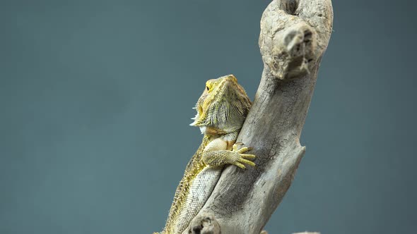 Lizards Bearded Agama or Pogona Vitticeps on Wooden Snag at Black Background. Close Up alt