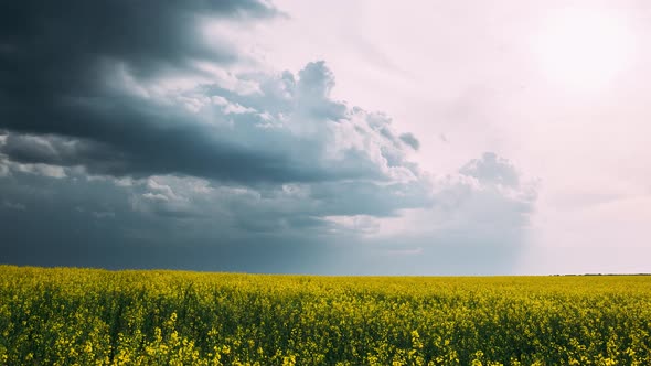 Agricultural Landscape With Flowering Blooming Rapeseed, Oilseed In Field Meadow In Spring Season alt