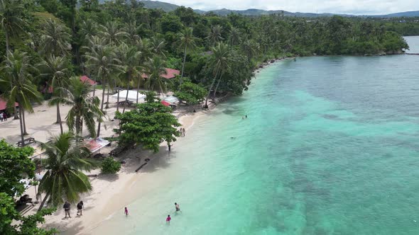 The Drone Flies Over the Tops of Coconut Trees That Grow on the Seashore with Clear Water