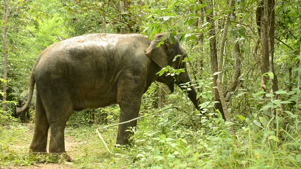 asia elephant in tropical forest