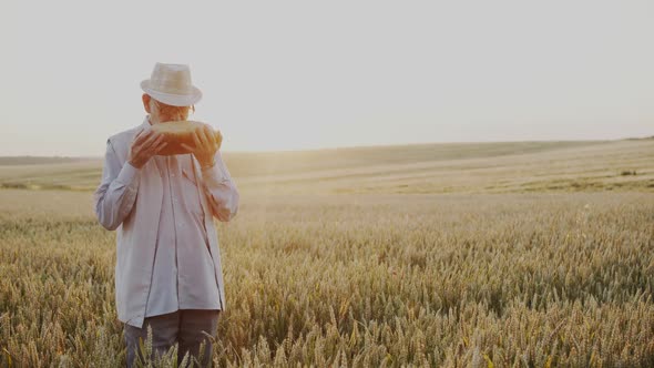 Senior Man Stands Among Wheat Field with Loaf of Bread Caresses and Sniffs It alt
