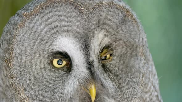 Macro close up of wild Great Grey Owl with yellow eyes in nature during sunny day - Prores 4k Qualit alt