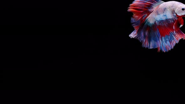 Multi color Siamese fighting fish alt