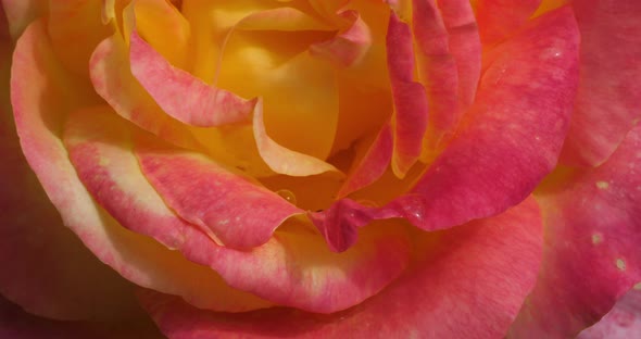 Detail of ornamental fresh roses. alt