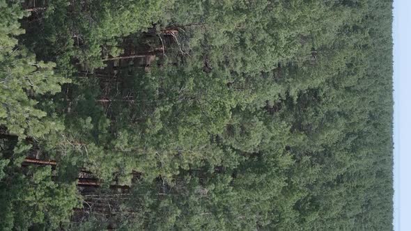 Vertical Video of Pine Forest Aerial View Slow Motion alt