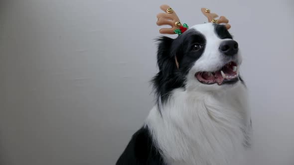 Funny Portrait of Cute Smiling Puppy Dog Border Collie Wearing Christmas Costume Deer Horns Hat alt