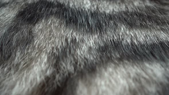 Macro Cat Wool Background 4k alt