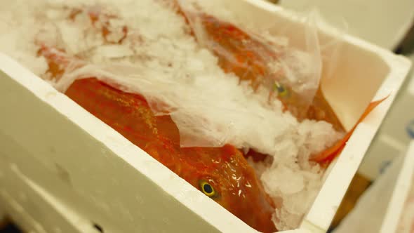 Fresh Red Mullet Fish with Ice Crumbles in White Container alt