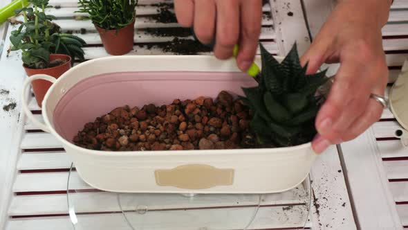 Florist Hands Transplanting Cactus to Hydroponic Ceramsite alt