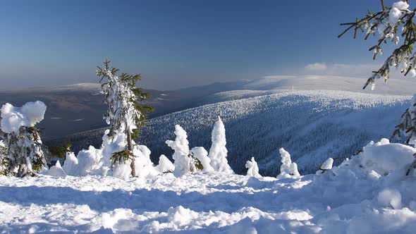 Winter Forest In The Mountains