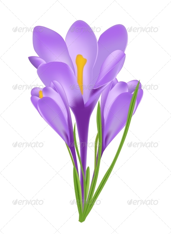 Flower - Backgrounds Decorative