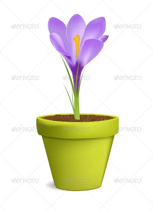 Crocuses in Flowerpot - Backgrounds Decorative