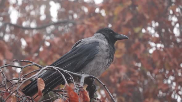 A crow sits on a tree branch. Looks around