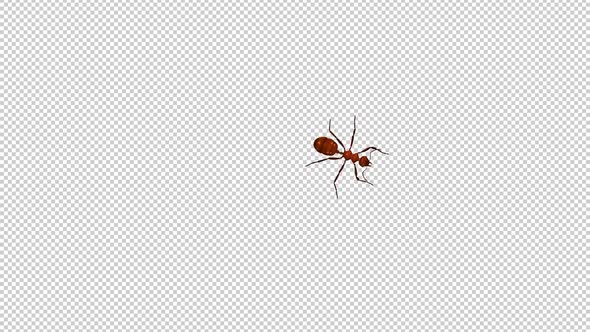 Red Ant - Passing Screen - Top View