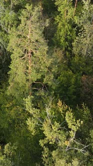 Aerial View of Trees in the Forest alt