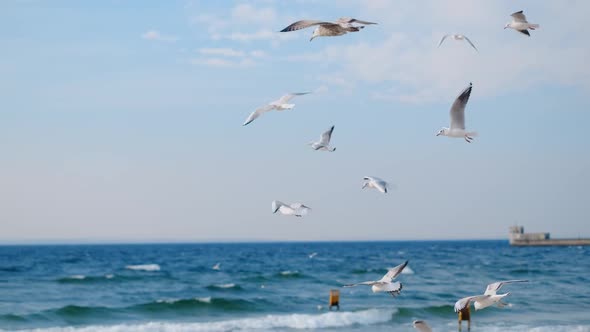 Seagulls and Albatrosses Soar in the Sky in Slow Motion Over the Ocean Coast Close Up Video of the alt