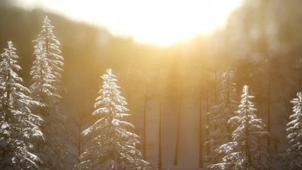 Splendid Christmas Scene in the Mountain Forest. Colorful Winter Sunrise alt